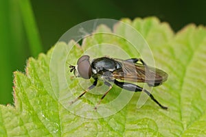 Detailed closeup on a Tooth-thighed hoverfly, Tropidia scita, sitting on a green leaf