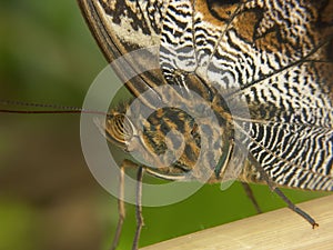 Closeup on a tropical butterfly, Morpho helenor in a tropical butterfly center photo