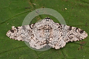 Detailed closeup on the white form of the Peppered geometer moth, Biston betularia, with spread wings on a green leaf photo