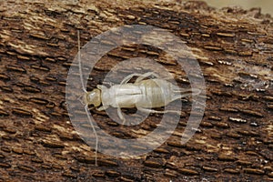 Detailed closeup on a white fresh moulted European common earwig, Forficula auricularia, sitting on wood