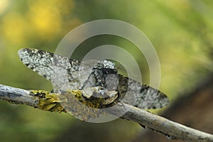 Closeup on the white version of the Peppered moth, Biston betularia photo