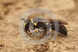 Detailed closeup on a yellow faced masked bee, Hylaeus , sitting on wood photo