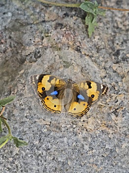 Yellow pancy butterfly photo