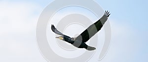 Detailed Cormorant in flight with spread wings. Against a blue sky with white clouds. Copy space, cover, webbanner