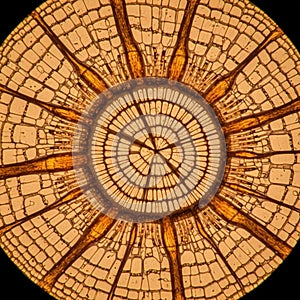 Various shades of brown and beige highlighting the lignified cell