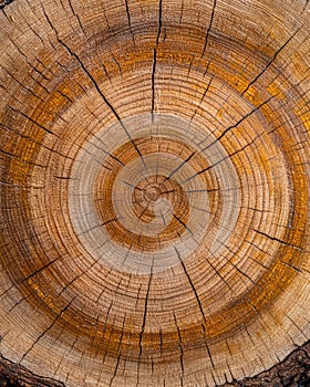 Detailed cross-section of a tree trunk