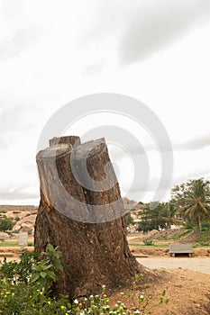 Detailed cut downed tree bark and roots in close up at Hampi, India