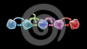 Detailed 3D illustration of Bcell differentiation pathway isolated on white background highlighting developmental stages