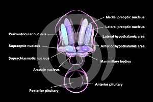 Hypothalamic nuclei, 3D illustration photo