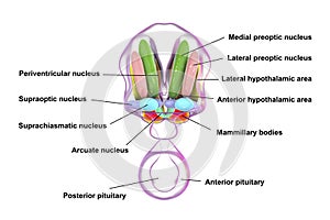 Hypothalamic nuclei, 3D illustration photo