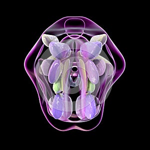 Hypothalamic nuclei, 3D illustration photo