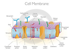 Detailed Diagram Models of a Cell Membrane Vector Illustration