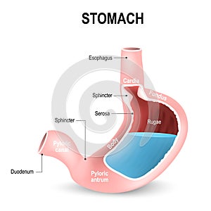 Detailed diagram of the structure from inside of the stomach photo