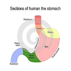 Detailed diagram of the structure from inside of the stomach photo