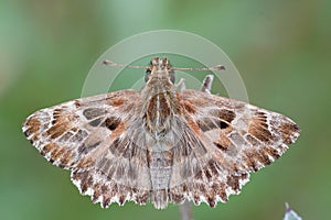 Detailed dorsal close up of a Mallow Skipper,  Carcharodus alcea