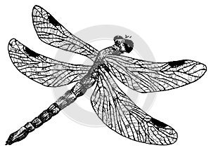 Detailed dragonfly pencil drawing style