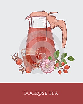 Detailed drawing of glass jug with strainer, cup of tea and dog rose flowers, leaves and red hips or fruits on gray