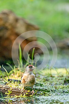 Detailed European Goldfinch sits on a branch floating in the water, surrounding duckweed. Green background