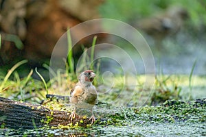 Detailed European Goldfinch sits on a branch floating in the water, surrounding duckweed. Green background