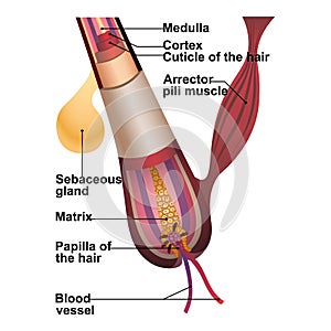 Detailed explanation of hair structure and anatomy