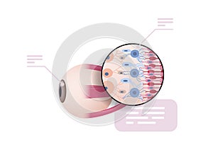 detailed explanation human eye structure internal organ structure detailed eyeball medical healthcare anatomy biology