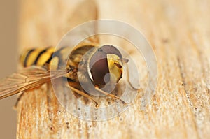 Detailed facial closeup of the Migrant hoverfly, Eupeodes corollae sittting on wood