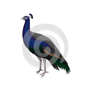 Detailed flat vector icon of beautiful peacock. Elegant wild bird with long tail. Wildlife and fauna theme