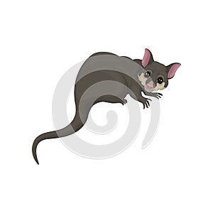 Detailed flat vector icon of brushtail possum with pink nose and ears. Australian marsupial animal. Wild creature