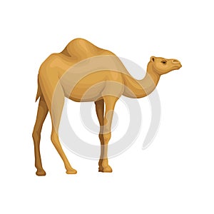 Detailed flat vector icon of Egyptian camel. Desert animal with hump on its back. Element for promo poster or flyer of