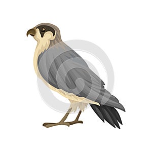 Detailed flat vector icon of Egyptian falcon. Predatory bird with long gray-black pointed wings and notched beak