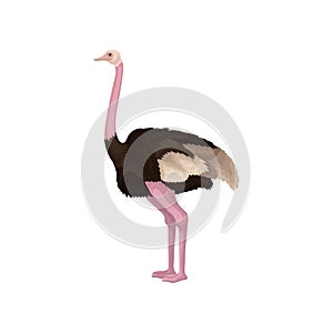 Detailed flat vector icon of ostrich, side view. Large flightless Australian bird with long pink neck and legs