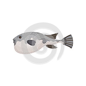 Detailed flat vector icon of swimming fugu, side view. Marine fish. Gourmet meal. Seafood theme