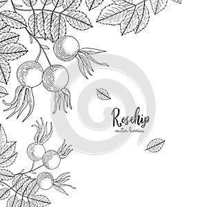 Detailed frame with rosehip. Isolated hand drawn illustration on white background. Detailed frame for menu, promotion, advertising