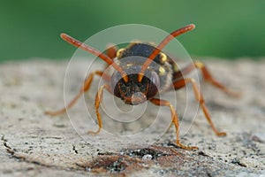 Detailed frontal closeup on a colorful red female orange-horned nomad bee, Nomada fulvicornis against a green background