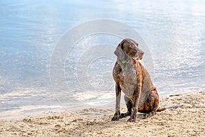 Detailed German Short haired Pointer, GSP dog sits on the beach of a lake during a summer day. He stares into the