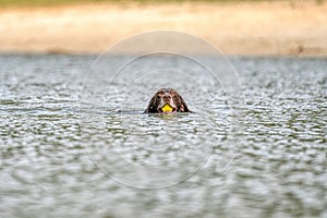 Detailed German Short haired Pointer head. The dog swims in the blue lake with a yellow tennis ball in its mouth. During