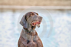 Detailed German Short haired Pointer head, GSP dog sits on the beach of a lake during a summer day. He stares into the