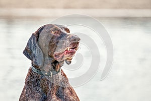 Detailed German Short haired Pointer head, GSP dog sits on the beach of a lake during a summer day. He stares into the distance,