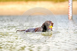 Detailed German Shorthaired Pointer. The dog swims in the blue lake with a yellow tennis ball in its mouth. During a summer day