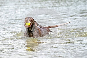 Detailed German Shorthaired Pointer. The dog swims in the blue lake with a yellow tennis ball in its mouth. During a