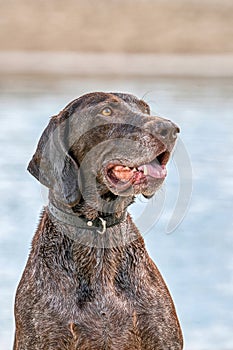 Detailed German Shorthaired Pointer head, GSP dog sits on the beach of a lake during a summer day. He stares into the