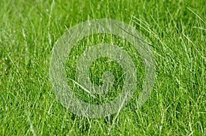 Detailed grass texture