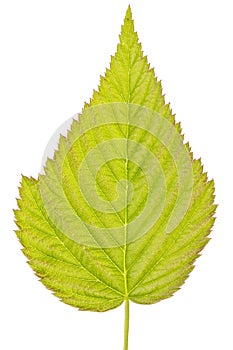 Detailed green leaf