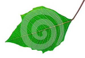 Detailed green leaf - isolated