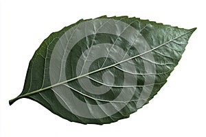 Detailed Green Leaf Isolated on White Background