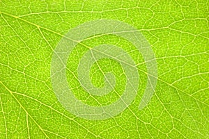Detailed Green Leaf Macro Background Texture, Large Horizontal Copy Space Closeup