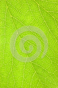 Detailed Green Leaf Macro Background Texture, Large Pattern Closeup