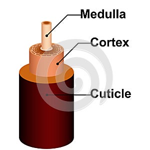 Detailed hair structure anatomy of medulla cortex cuticle