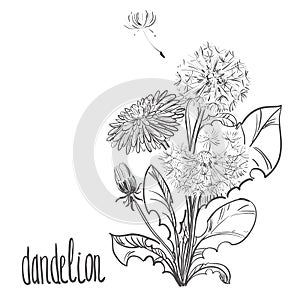 Detailed hand drawn black and white illustration plant dandelion, flowers. sketch. Vector. Elements in graphic style
