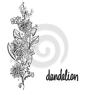 Detailed hand drawn black and white illustration plant dandelion, flowers. sketch. Vector. Elements in graphic style
